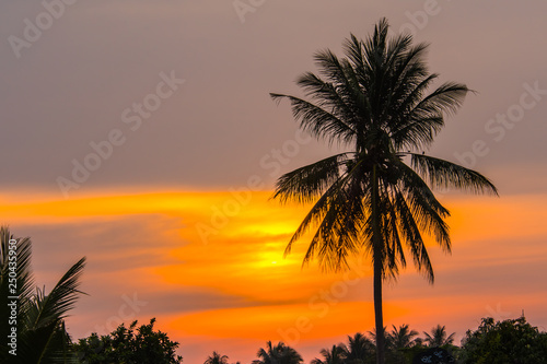 Last light with coconut.8 © nikonianthai.