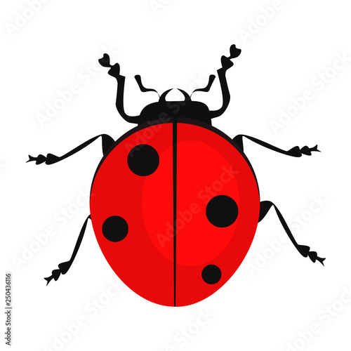 Ladybug isolated vector. Beetle, bug, entomology. Insects concept. Vector can be used for topics like nature, biology, environment