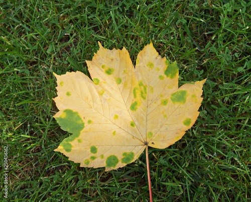 Fall leaf with yellow and green