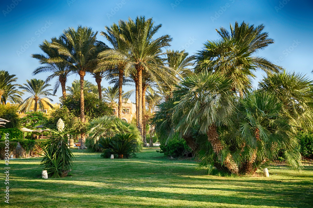 egypt palm tree park