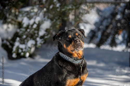 Rottweiler dog in the winter Snow