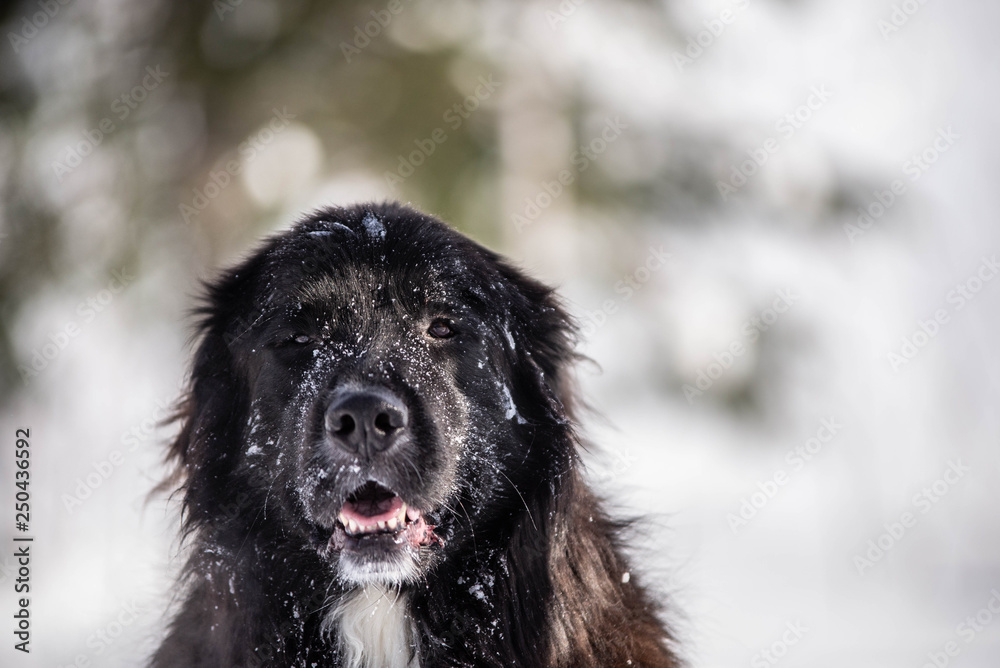 Naklejka premium Beautiful Black and White Newfoundland Dog in the snow