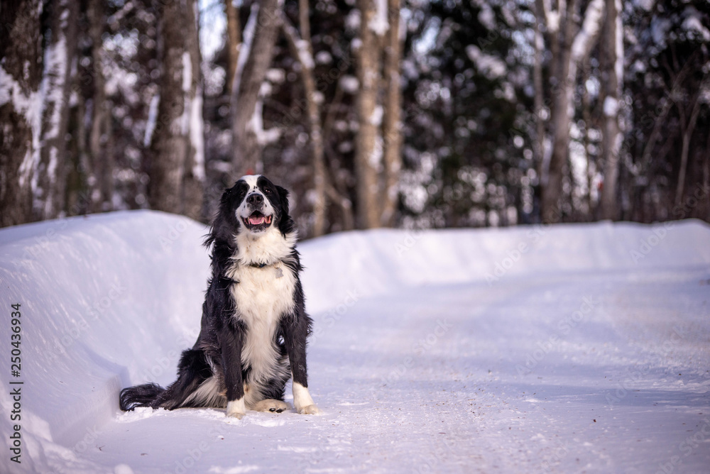 Bernese Mountain Dog playing in the snow in quebec canada Bernese Mountain Dog playing in the snow in quebec canada