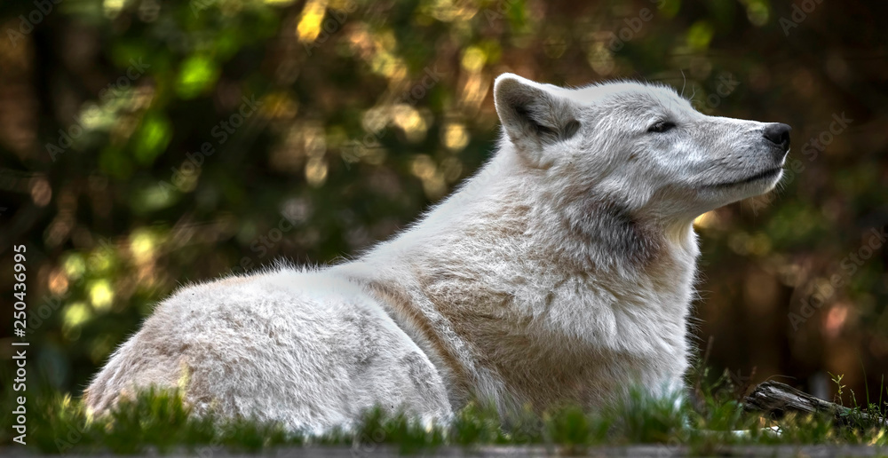 Fototapeta premium Arctic wolf. Latin name - Canis lupus arctos 