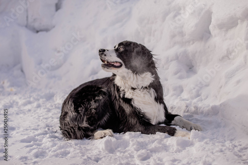 Fototapeta Naklejka Na Ścianę i Meble -  Bernese Mountain Dog playing in the snow in quebec canada