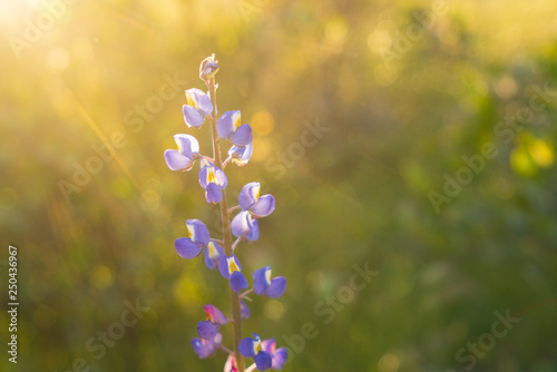 Lupine Wildflower