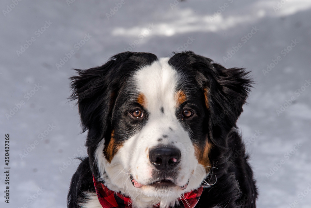 Bernese Mountain dog in the winter snow