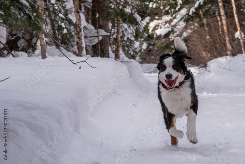 Bernese Mountain dog in the winter snow