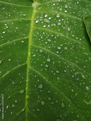 Pattern and texture of a large green tropical leaf closeup. Wallpaper