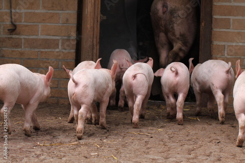 Ferkel auf dem Bauernhof