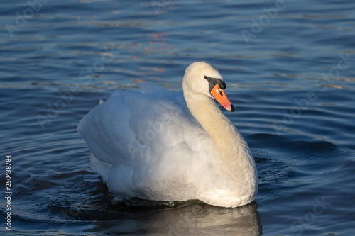 Höckerschwan