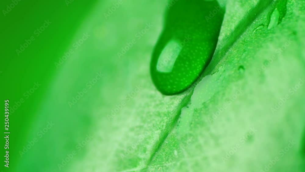 Macro shot of clear water drop running across green leaf, camera following. Extreme close-up