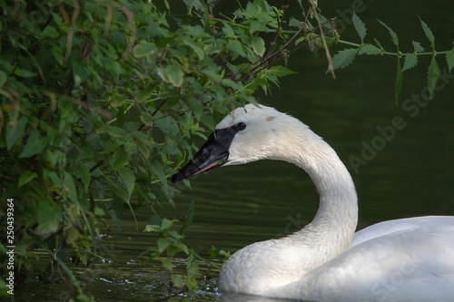 Trompeterschwan