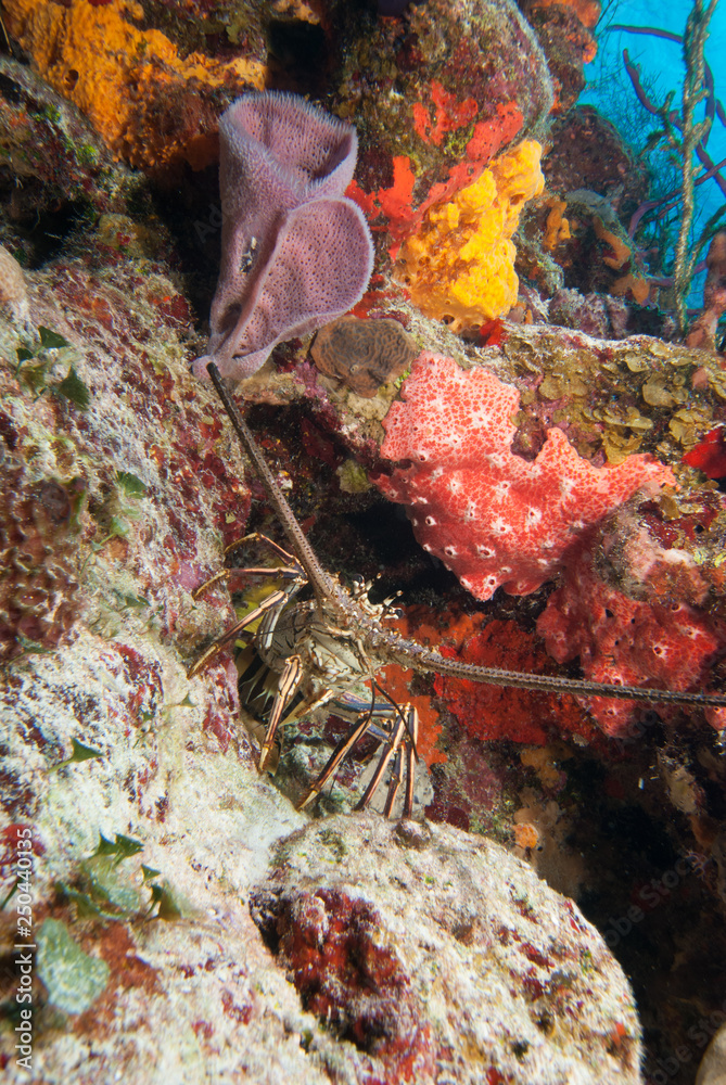 Caribbean Spiny Lobster Panulirus argus