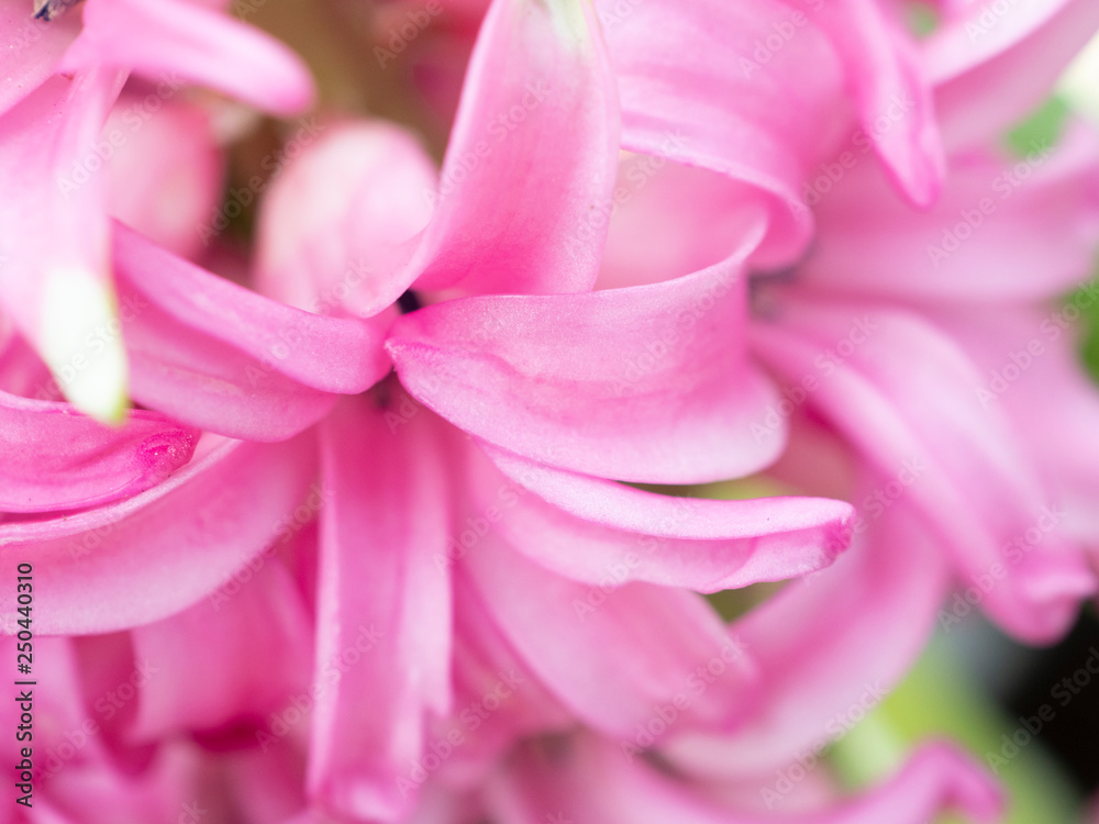 Close up of flower for design wall paper background 