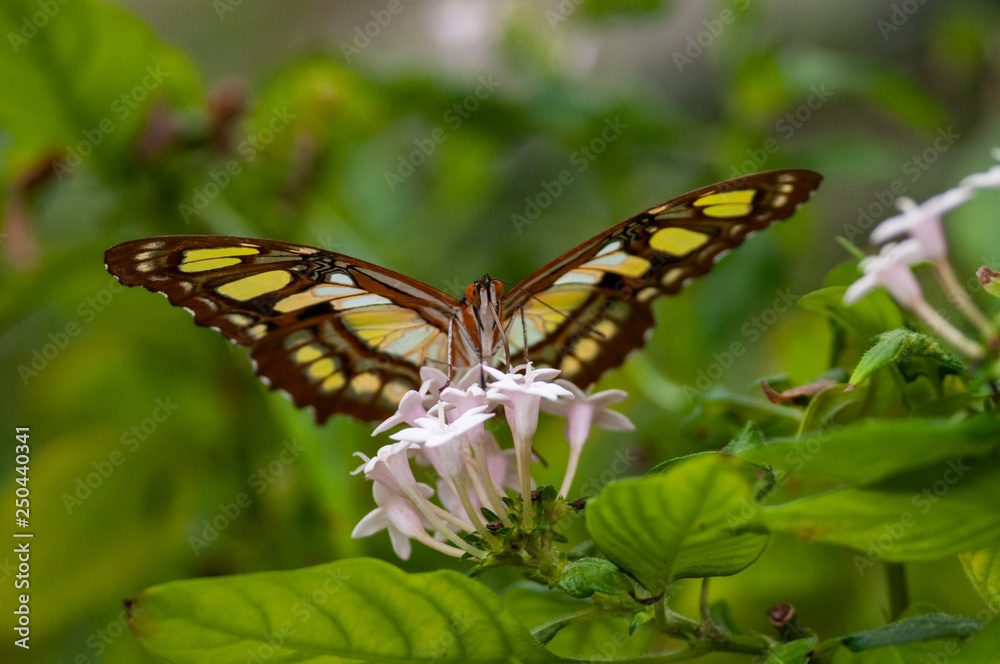black, green, yellow, blue butterfly, monarch butterfly black, green, yellow, blue butterfly, monarch butterfly