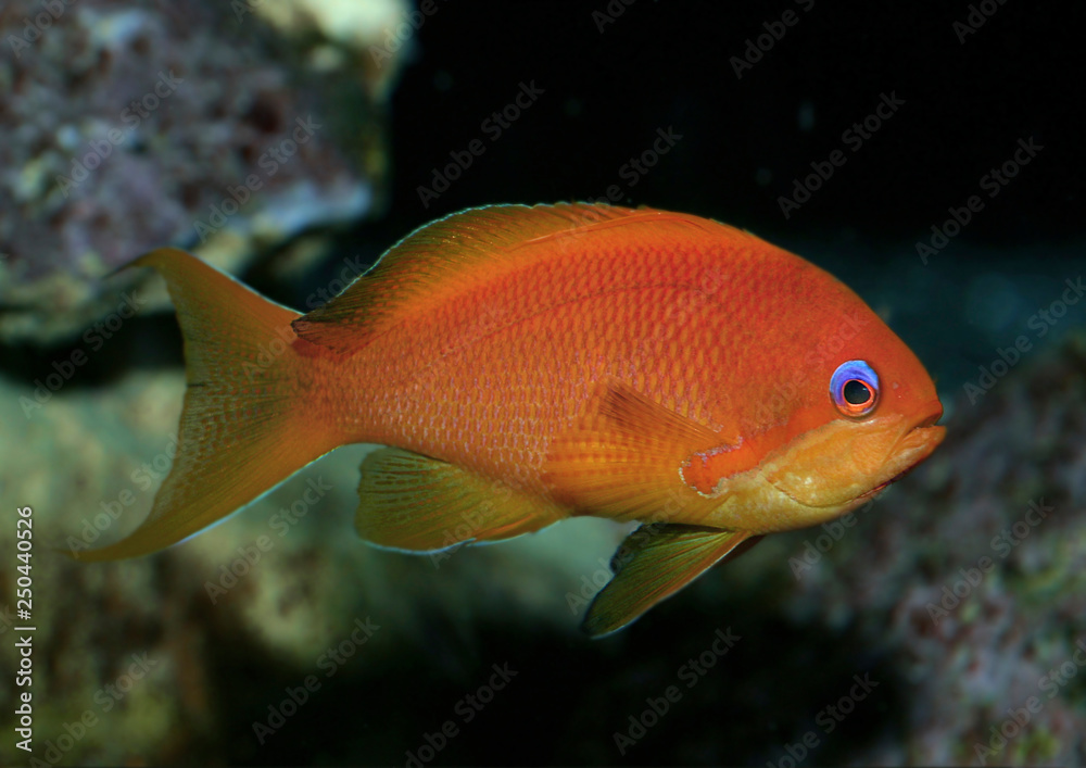 Juwelen-Fahnenbarsche (Pseudanthias squamipinnis) Juwelen-Fahnenbarsche (Pseudanthias squamipinnis)
