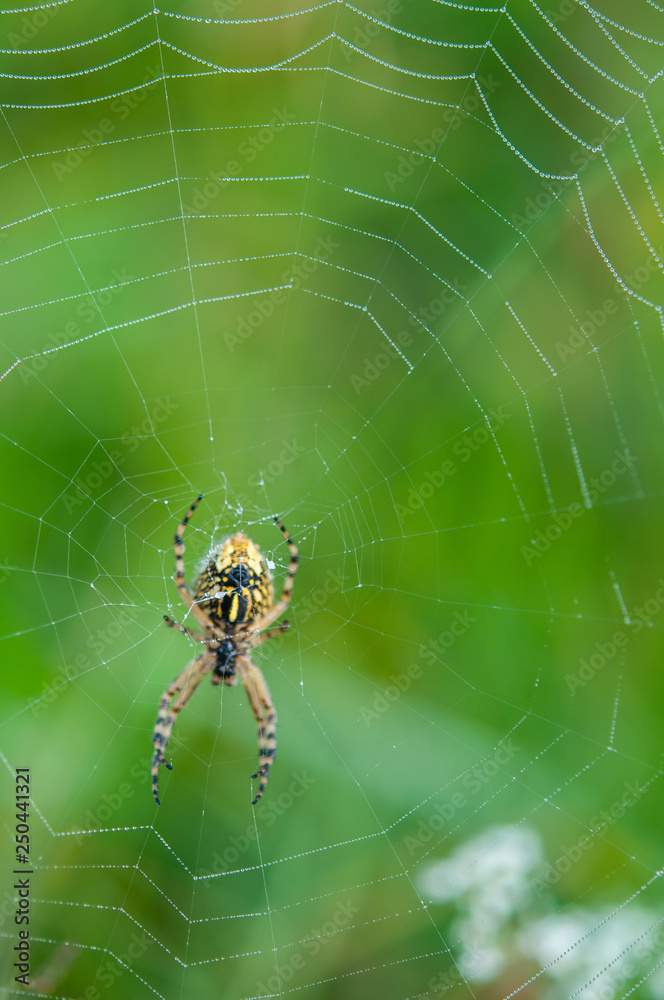yellow, black spider in web yellow, black spider in web