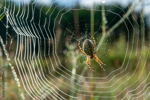yellow, black spider in web