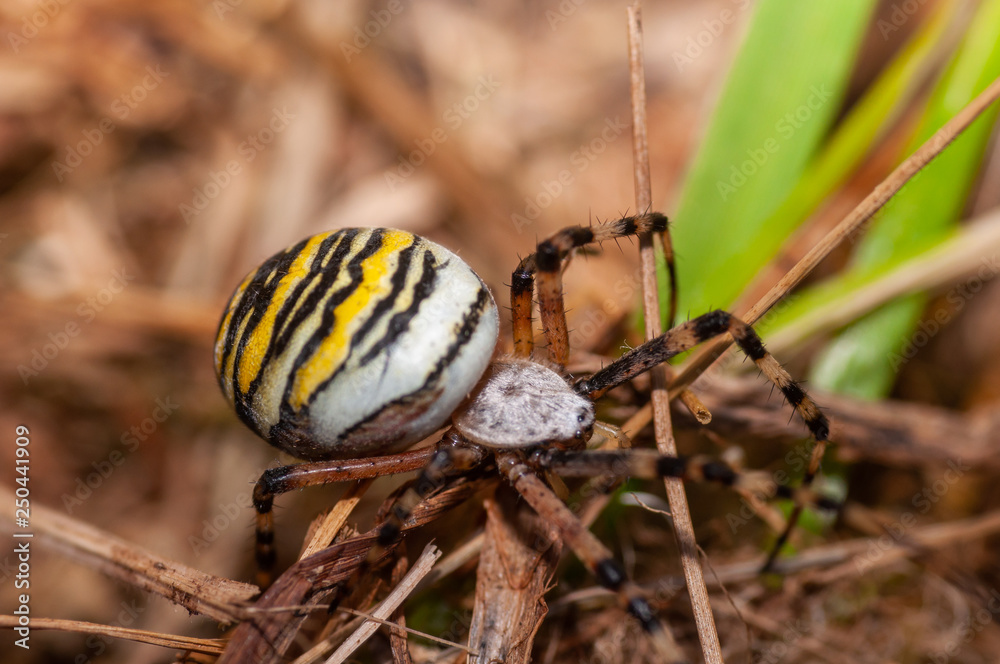 yellow, white spider, on the hunt yellow, white spider, on the hunt