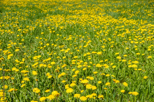 Yellow dandelions. Bright flowers dandelions on background of green spring meadows. © bravissimos