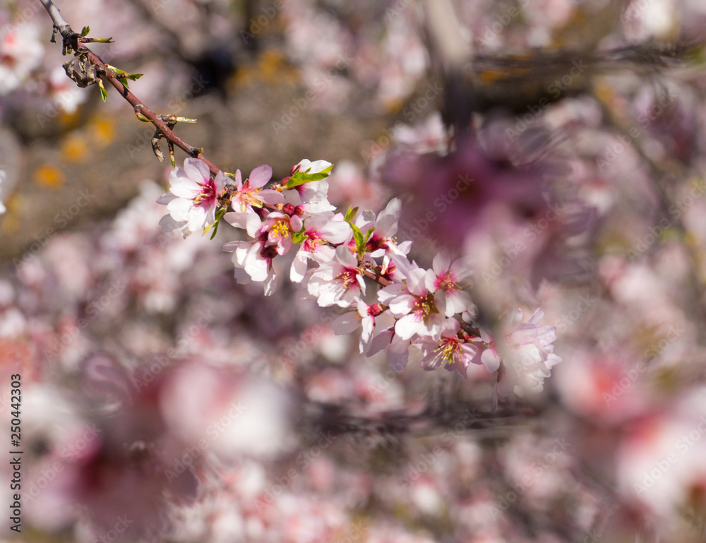 In the frame the blossoming almond tree branches, the background blurred. Almond flowers on blue sky. In the frame the blossoming almond tree branches, the background blurred. Almond flowers on blue sky.