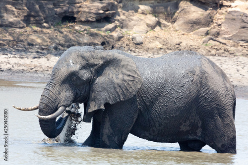 elephant bath