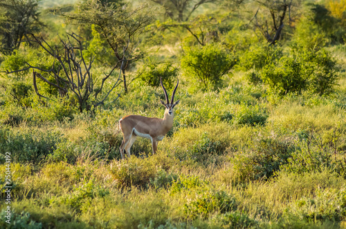 Fototapeta Naklejka Na Ścianę i Meble -  Young female antelope in the savannah