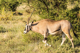 Young female antelope in the savannah of Samburu