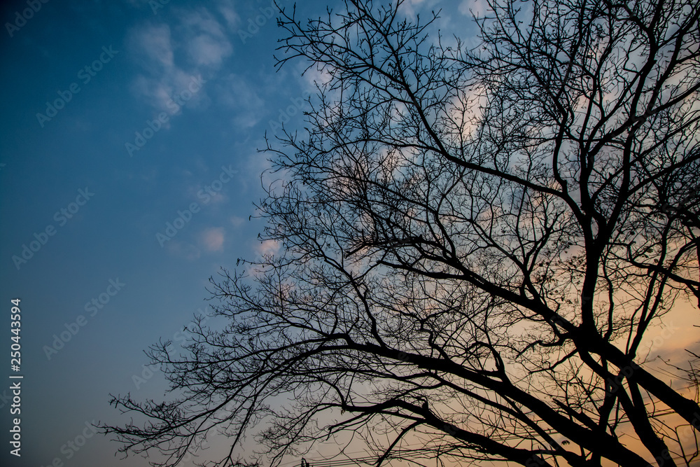 tree silhouette and sky in morning background