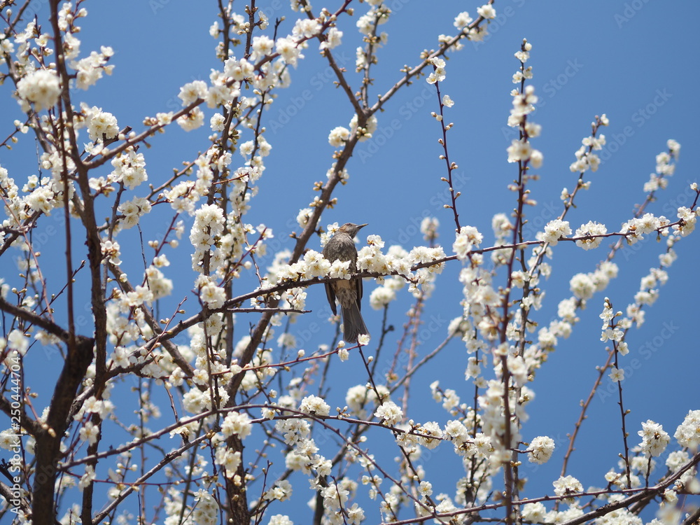A spring bird was singing and standing on the tree trunk that have amazing white cherry blossom blooming beautifully under the lovely blue sky A spring bird was singing and standing on the tree trunk that have amazing white cherry blossom blooming beautifully under the lovely blue sky