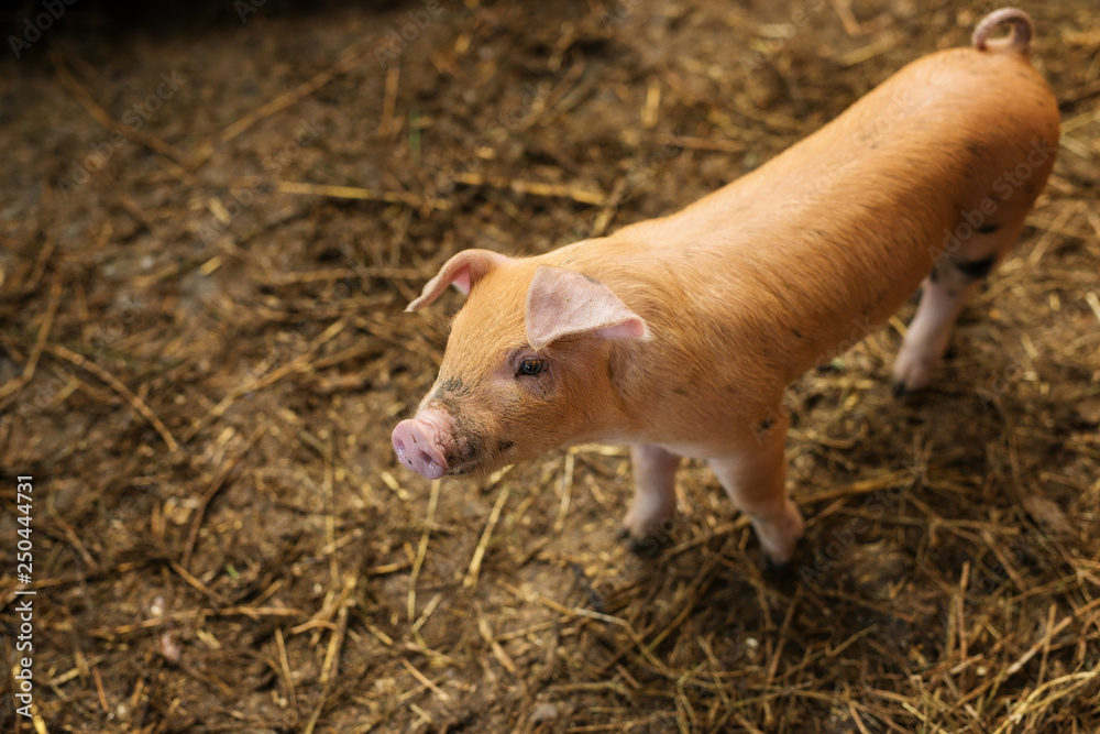 Small pigs in the farm. Fattening pigs.