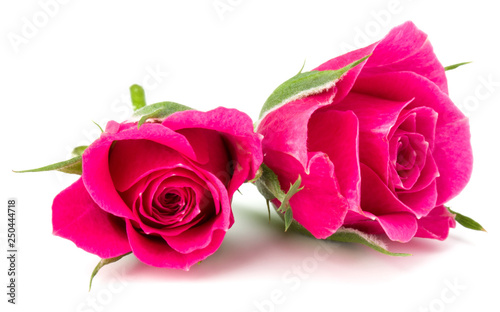 pink rose flower head isolated on white background cutout photo