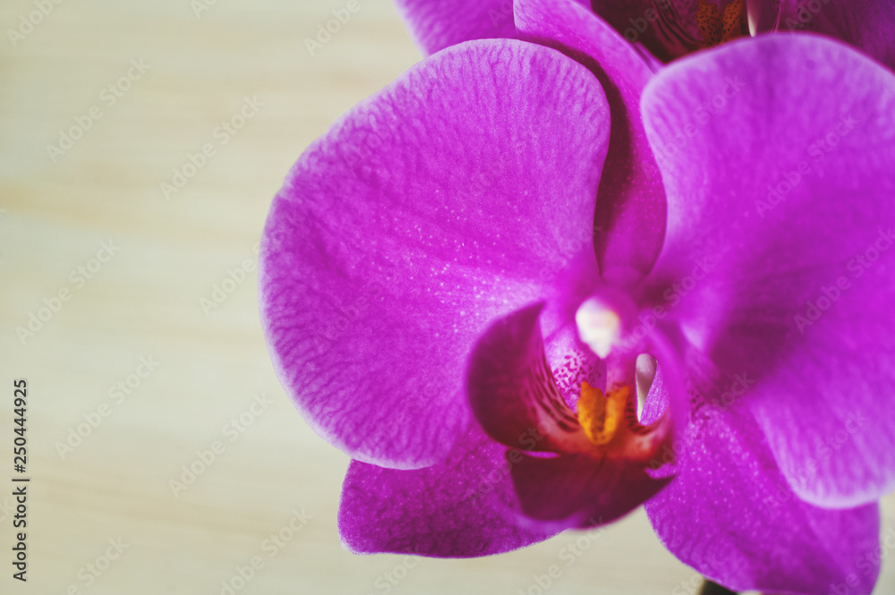 Fototapeta premium The natural texture of pink phalaenopsis orchids is close-up and copy space. Flowers of coral orchids, toned photo