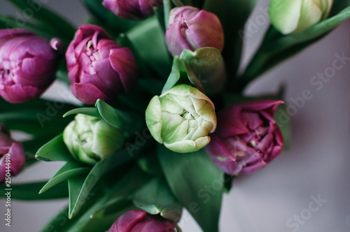 Close up and selective soft focus on green flower in bouquet of beautiful pink and green tulip flowers in vase. Top view, blurred abstract background. Spring, holiday, date, event concept
