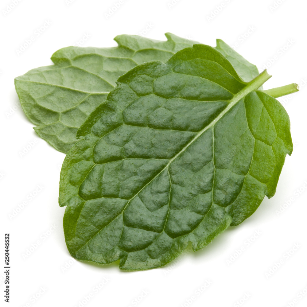 Peppermint herb isolated on white background cutout. Mint leaves. Peppermint herb isolated on white background cutout. Mint leaves.