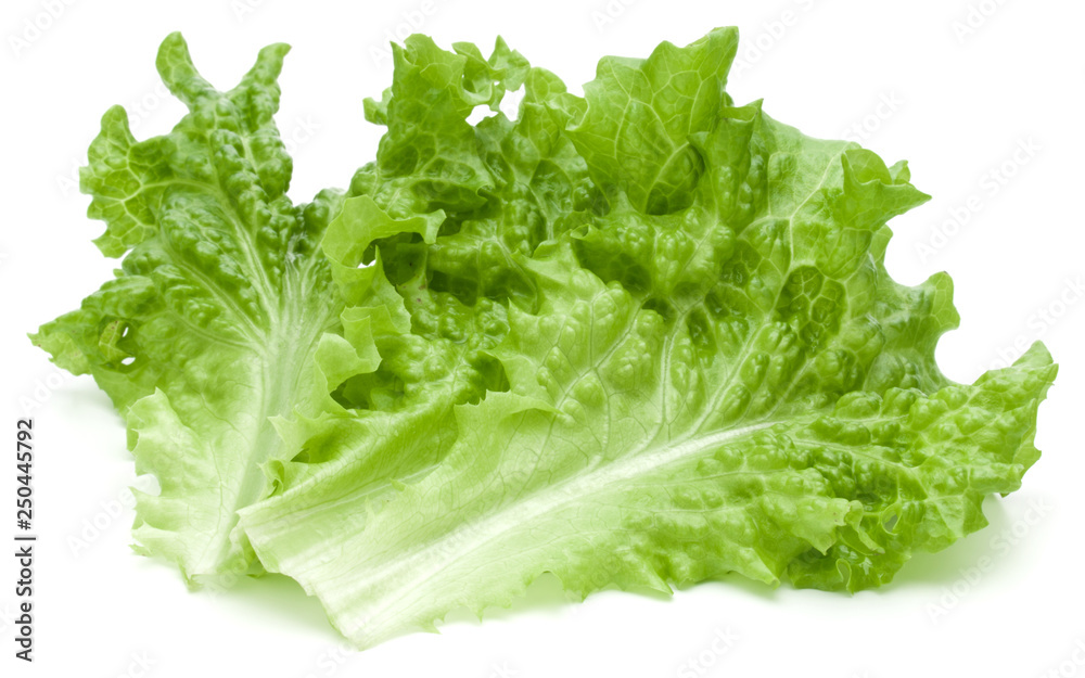 fresh green lettuce salad leaves isolated on white background fresh green lettuce salad leaves isolated on white background