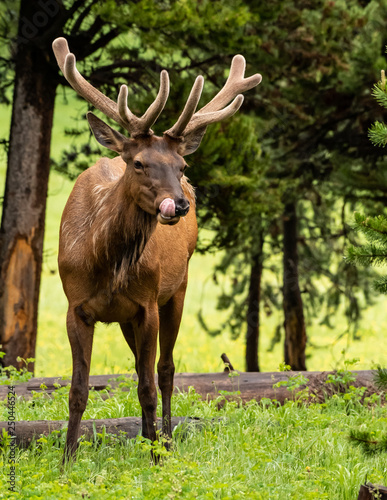 Elk Licks Lips While Standing in Field