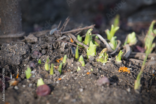 Spring sprout in the garden