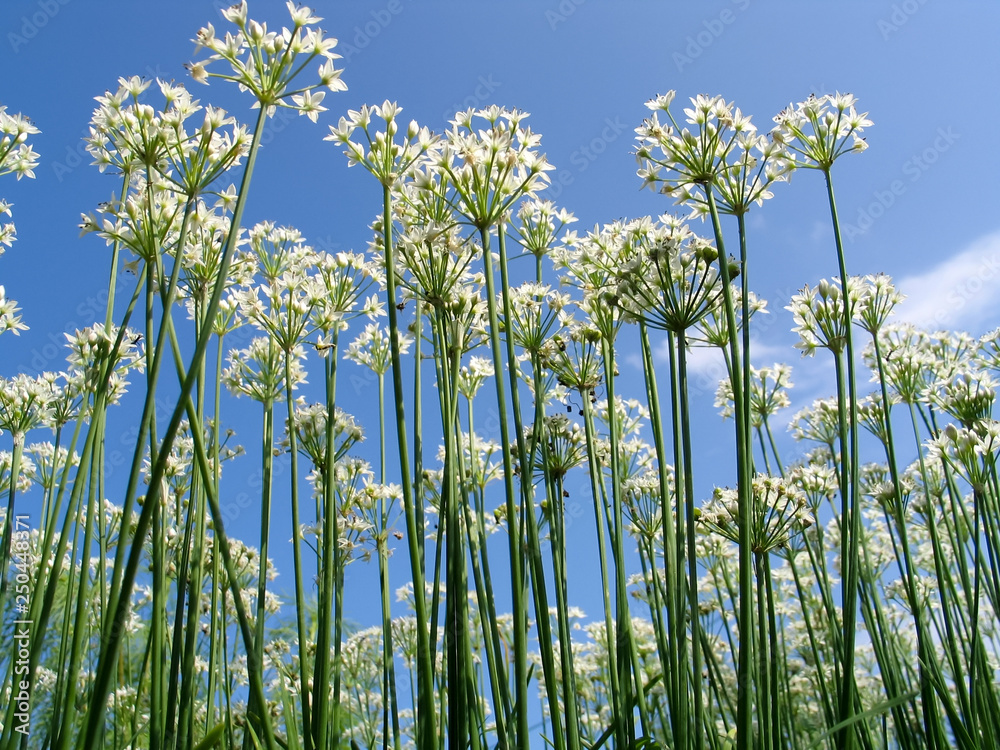 Obraz premium ニラの花