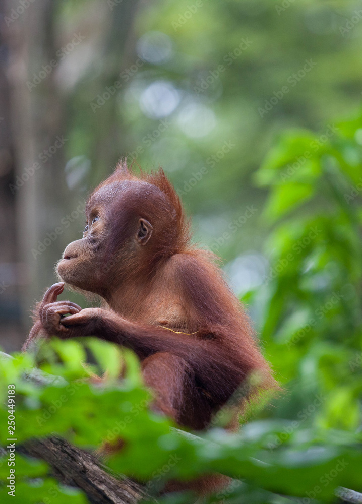 Cute thoughtful baby orangutan sitting in the green leaves and looking with interest. Orangutan portrait. Orangutan face. Cute thoughtful baby orangutan sitting in the green leaves and looking with interest. Orangutan portrait. Orangutan face.