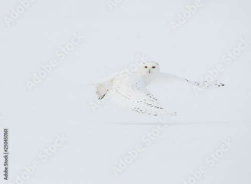  Make Snowy Owl Flying Low Over Snow Field