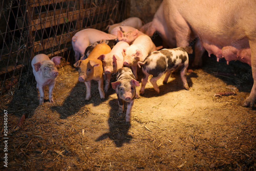 Small pigs in the farm. Fattening pigs. Small pigs in the farm. Fattening pigs.