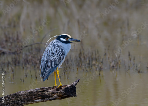 Yellow-crowned Night Heron  Standing on the Log photo