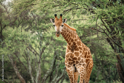 Close up image of a giraffe bending its neck looking at the camera under a tree in a national park in South Africa photo