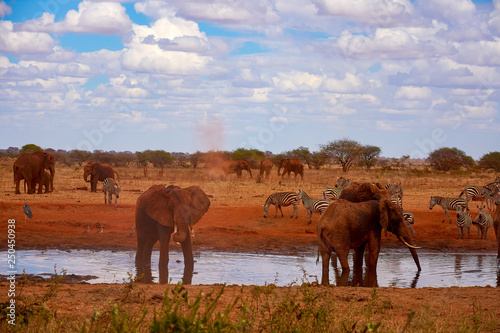 View of a family of elephants and zebras. Water pond in the Tsavo National Park in Kenya  Africa. Blue sky and red sand.