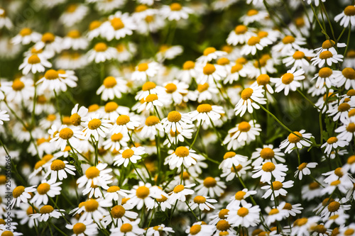 Field of Daisies, Background 