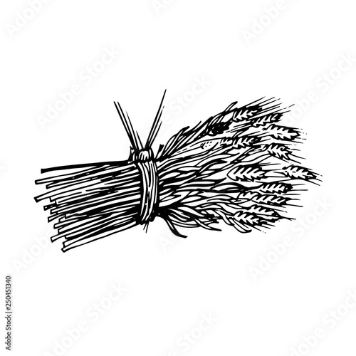  painted sheaf of hay and spikelets isolated on white background