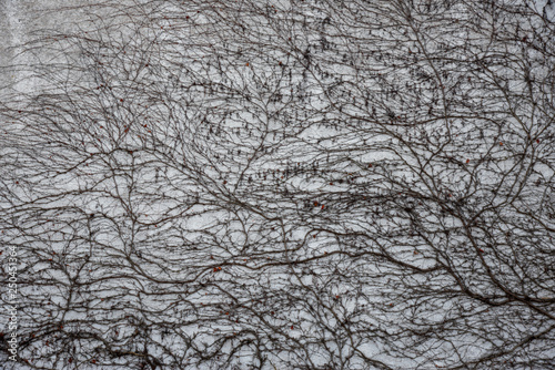 Weinranke am Gebäude