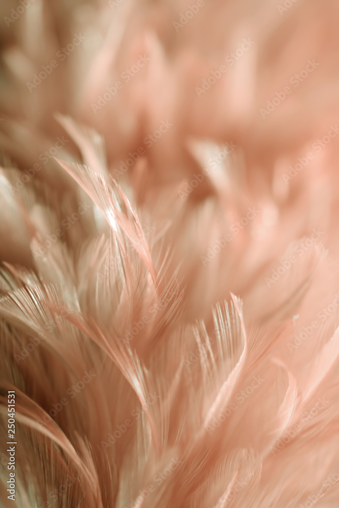 Image nature art of wings bird,Soft pastel detail of design,chicken feather texture,white fluffy twirled on transparent background wallpaper Abstract. Coral Pink color trends and vintage. Image nature art of wings bird,Soft pastel detail of design,chicken feather texture,white fluffy twirled on transparent background wallpaper Abstract. Coral Pink color trends and vintage.